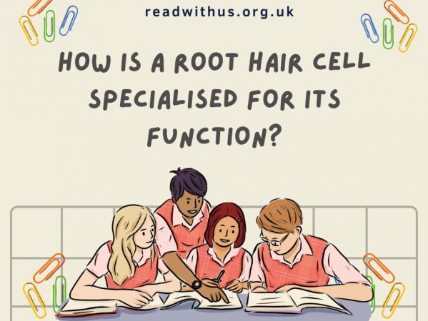 How Is A Root Hair Cell Specialised For Its Function?